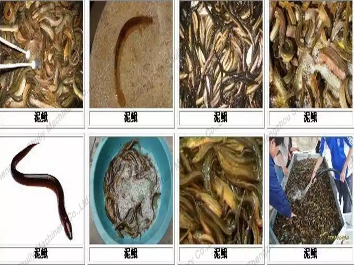 Fish Meal Ingredients
